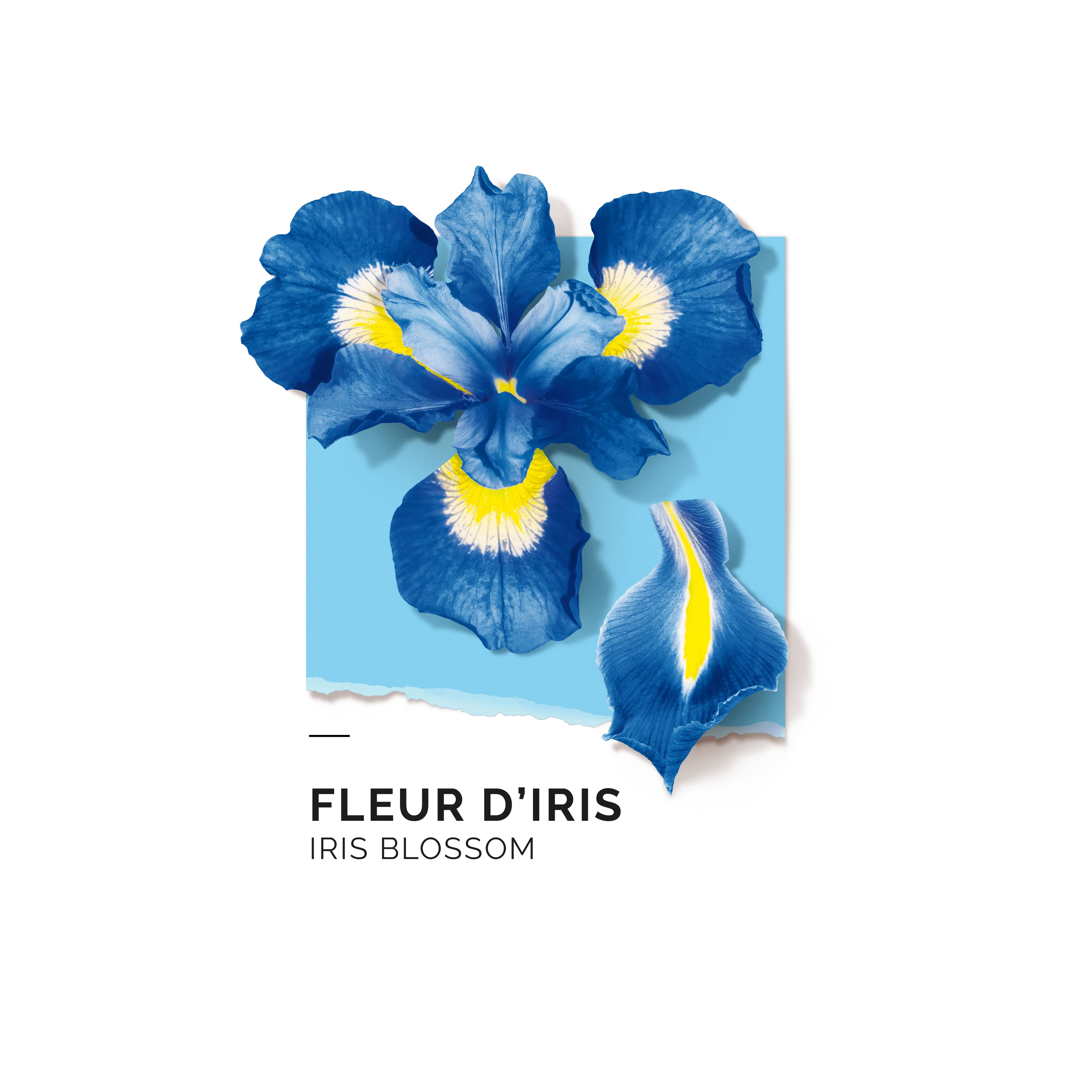 Fleur d'Iris Eau de parfum - Image 4
